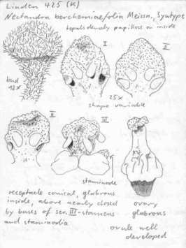 Vorschaubild Nectandra berchemiifolia Meisn.